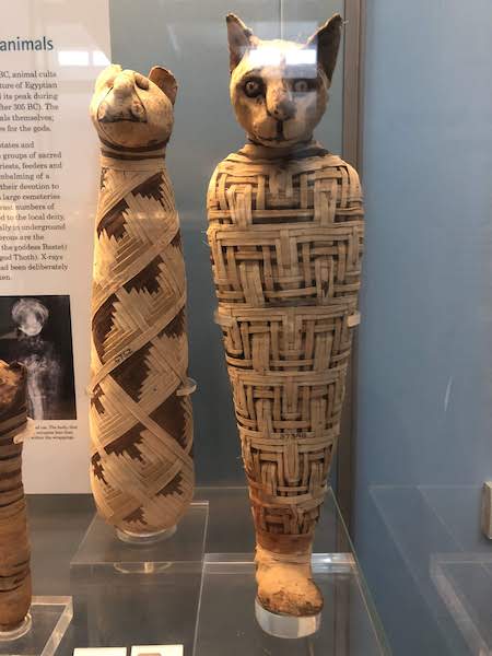 Picture of a mummified cat.
