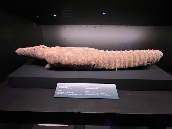 Picture of a mummified crocodile.