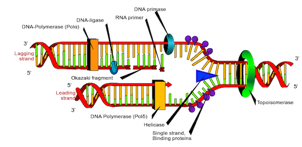 dna-rep.png