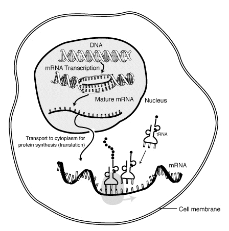 MRNA-interaction