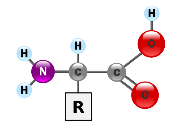 amino-acid