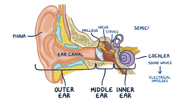 Ear's anatomy