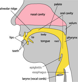 The human vocal tract