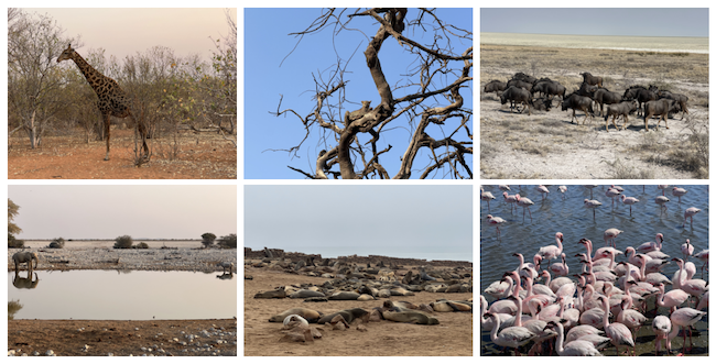 a collage of photos from a trip to southern Africa